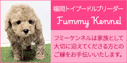 福岡のトイプードルブリーダー「フミーケンネル」